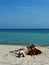 CAMEL SLEEPING ON THE BEACH