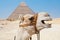 Camel smiles on the background of the Egyptian pyramids