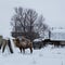 Camel in the snow-covered village