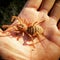 Camel Spider