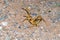 Camel spider closeup , Solifugae