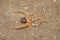 Camel spider eating its prey.  Close up camel spider, windscorpion, Solifugae or sun spider, wind scorpion. insect, insects, bugs,