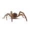 Camel Spider Isolated on White Background 3D Illustration