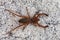 Camel spider overview over stone ground - Gluvia dorsalis