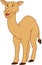 Camel Standing Cartoon Color Illustration