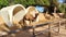 Camel standing in the enclosure, beautiful sunny day in the African desert