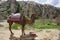 Camel standing on the ground outdoor with Goreme mountain