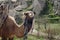 Camel standing on the ground outdoor with Goreme mountain