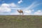 A camel is standing on a meadow grass in Saudi Arabia.