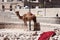 Camel standing in Sanaa, Yemen