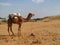 Camel standing on the sand in the desert