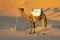 Camel standing in the sand desert