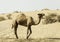 Camel standing on the sand dune, Dubai, United Arab Emirates