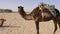 Camel standing in sandy desert. Close up dromedary camel on dessert background