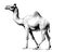 Camel standing sketch hand drawn