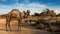 A camel is standing at a water point with some green.