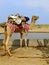 Camel standing by water reservoir in a small village during came