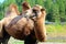 A camel stands in a clearing in the zoo. A large woolly animal with two humps.