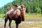 A camel stands in a clearing in the zoo. A large woolly animal with two humps.