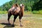 A camel stands in a clearing in the zoo. A large woolly animal with two humps.