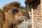 The camel stands on farmstead in the open-air cage