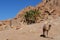 A camel stands in the rocky background