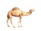 Camel stands on white background 3d render no shadow