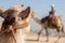 Camel staring at another camel in the desert.