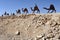 Camel Statues in the Negev, Israel