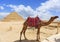 Camel at the Step Pyramid of Djoser and its interior
