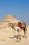 Camel and the step pyramid of Djoser in Saqqara