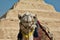Camel at Step Pyramid of Saqqara