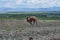 Camel steppe mountain