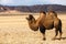 Camel in the steppe of Western Mongolia foothills. Nature.