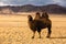 Camel in the steppe of Western Mongolia. Nature.