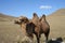 Camel in the steps of Mongolia