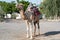 Camel on the streets of Israel tied on the ground with green trees behind