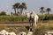 Camel on the sugar cane field