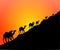 Camel Sunset