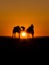 Camel sunset