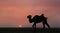 Camel and sunset