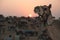 Camel at sunset at Pushkar Camel Festival in rajastan India