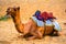 A camel taking rest in a desert on a sunny afternoon