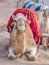 Camel taxi in Marrakech Morocco