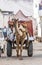 Camel taxi in Pushkar