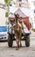 Camel taxi in Pushkar