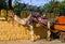 Camel taxi in the streets of Jaisalmer, India