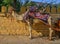 Camel taxi in the streets of Jaisalmer, India