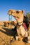 Camel in Thar desert