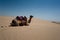 Camel in Thar Desert, India